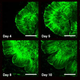 Fluorescence imaging of the organoid growing (Image: Weizmann Institute of Science)